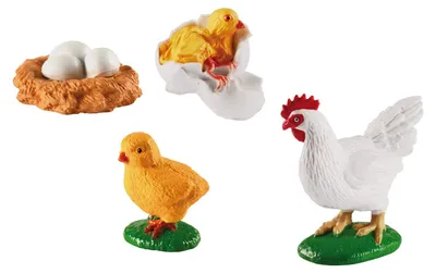 Immagine prodotto di EDUPLAY 120765 Cicli di vita del pollo