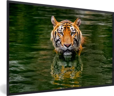 Produktbild von MuchoWow® MuchoWow® Gerahmtes Poster Tiger im Wasser 30x20 cm - Poster mit zchwarzem Bilderrahmen - Kunstdruck - Bild-Poster