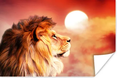 Produktbild von MuchoWow® Poster Löwen - Sonne - Rot 90x60 cm - Schlafzimmer