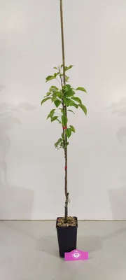 Produktbild von Set mit 4 Obstbäumen – 1 Apfel, 1 Birne, 1 Kirsche, 1 Pflaume – Höhe +70 cm – 1,5L Topf – Mischung A