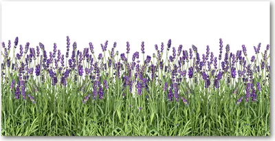 Produktbild von Tulup® Glas-Bild - 100x50 -Wandkunst - Wandbild hinter gehärtetem Sicherheitsglas  - Blumen & Pflanzen - Lavendel Blumen - Lila