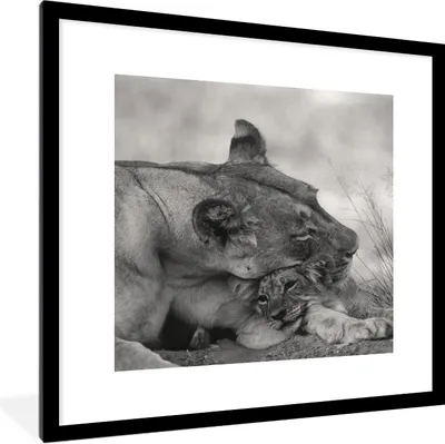 Produktbild von MuchoWow® Gerahmtes Poster Löwin - Jungtier - Schwarz 40x40 cm - Poster mit Schwarzem Bilderrahmen Wandposter Rahmen Foto Bilder - Poster - Plakat im Rahmen