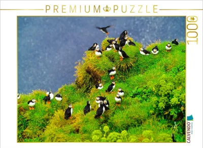 Produktbild von CALVENDO Puzzle Papageitaucher 1000 Teile Puzzle quer | 1000 Teile Lege-Größe 64x48cm Foto-Puzzle für glückliche Stunden