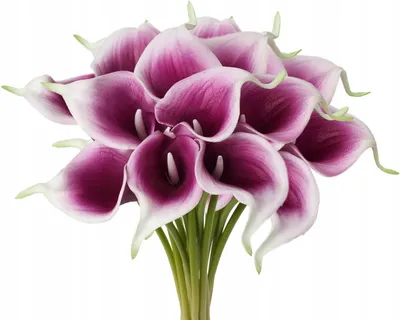 Zdjęcie produktu dla Sztuczne kwiaty lilia calla 20 szt. biało-fioletowe 35 cm dekoracja