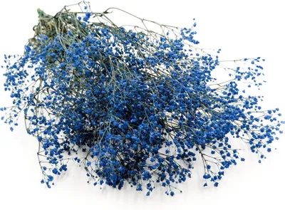 Produktbild von Stabilisierte Schleierkraut - (gypsophila) - Pastellblau