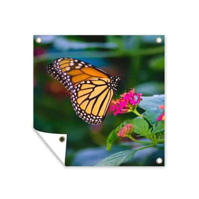Obrázek produktu pro MuchoWow® Zahradní plakáty - Motýli - Květina - Příroda - 100x100 cm - Zahradní dekorace