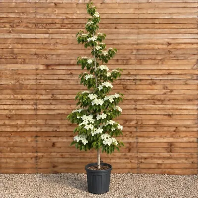 Produktbild von Blumen-Hartriegel Rutdan 250-300 cm, Stammumfang 10-12 cm - Cornus (Celestial) Hochstamm