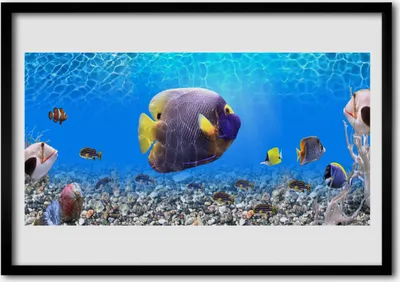 Produktbild von Bild 70x50 MDF-Rahmen Wandkunst Fisch Natur