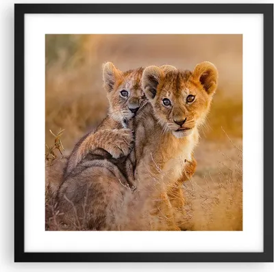 Produktbild von Gerahmtes Poster - Schwarzer Rahmen - Löwe Natur Tier - 40x40 cm - Wand Bild - Wanddeko - Wandbilder - Kunstposter - Wandposter - Bilderrahmen - Bilder - Kunstdruck - Wandbild - P2BAC40x40-3480