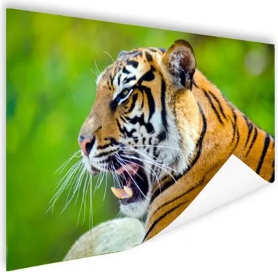 Produktbild von MuchoWow® Poster Tiger - Natur - Kopf 180x120 cm - Fotoplakat