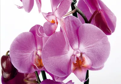 Immagine prodotto di Carta da parati Sanders & Sanders Pink Flowers - 600366 - 360 x 254 cm