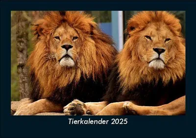 Produktbild von Tierkalender 2025 Fotokalender DIN A5