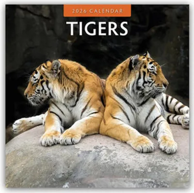 Obrázok produktu pre Tigers - Tiger 2026 - 16-mesačný kalendár