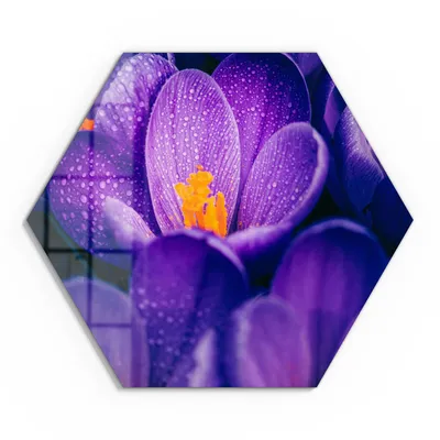 Produktbild von DEQOART Glasbild Echtglas 55x48 cm 'Taufrische Schönheit' Wandbild Bild modern Deko
