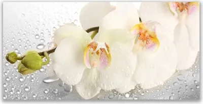 Produktbild von Tulup Leinwand-Bilder 140x70 Wandbild Canvas Kunstdruck Blumen Pflanzen