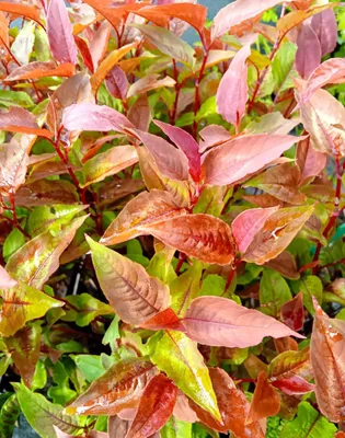 Image de 3 Renouées Persicaria microcephal Dragon's Eye en pot de 1 litre