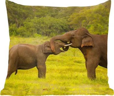 Produktbild von MuchoWow® Zierkissen Sofakissen Wohnzimmer Dekokissen 60x60 cm Elefant - Gras - Tiere - Grün - Sitzfläche - Foto Polster