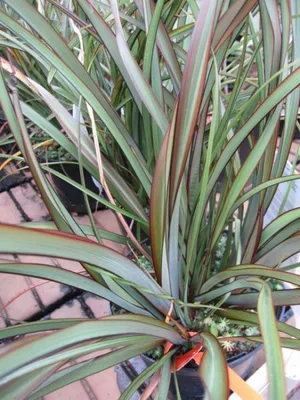 Produktbild von Neuseelandflachs Tom Thumb - Phormium tenax Tom Thumb (40-60)
