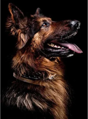 Produktbild von TPFLiving Kunstdruck LW-710 (OHNE RAHMEN) Poster - Leinwand - Wandbild - Hochauflösender Giclée-Druck, langlebig und hochwertig - Braunes Schäferhunde Paar vor schwarzem Hintergrund - Größe: 50x70cm