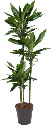 Immagine prodotto di Dracaena Janet Lind - 160 Cm - Ø24