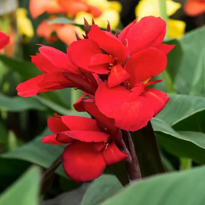 Immagine prodotto di Canna Kanna Paciorecznik Strassbourg 1 pezzo di piantina di canna