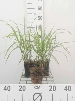 Produktbild von 6 x Miscanthus sin. 'Hermann Müssell' - Chinaschilf - Topf 9 x 9 cm