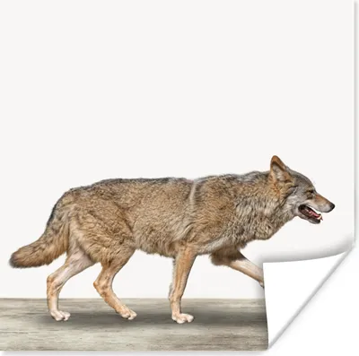 Produktbild von MuchoWow® Poster Wolf - Weiß - Tiere - Jungen - Kinder 50x50 cm - Wohnzimmerdekoration