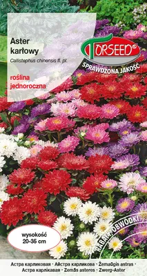 Produktbild von Zwerg-Aster Samenmischung 1g - Torseed