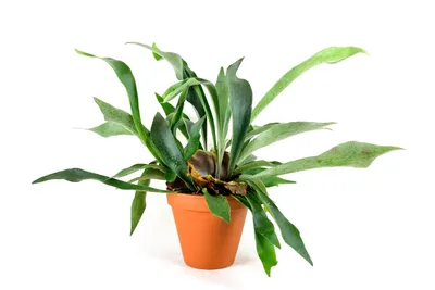 Obrázok produktu pre Gardners Platycerium bifurcatum, priemer 12 cm