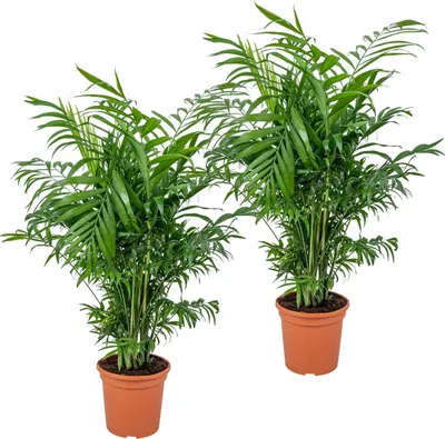 Zdjęcie produktu dla Bloomique - Zestaw 2 szt. - Chamaedorea Elegans - Meksykańska palma karłowata - Rośliny doniczkowe - Oczyszczające powietrze - Przyjazne dla zwierząt - Łatwe w utrzymaniu - Wysokość 50-60 cm - Doniczka 17 cm