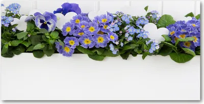 Produktbild von Tulup Glas-Bild -140x70- Wandkunst Dekorative Wand für Küche & Wohnzimmer - Blumen & Pflanzen - Blaue Blumen - Blau