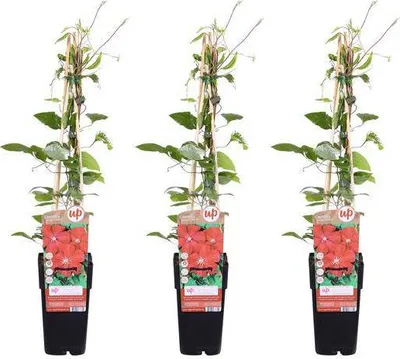 Image de Clématite 'Rouge Cardinal' 3 plants Ø15cm, 65cm de haut, à grandes fleurs
