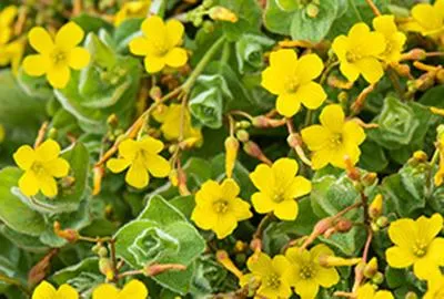 Zdjęcie produktu dla 6 x Hypericum elodes - dziurawiec zwyczajny - doniczka 9 x 9 cm