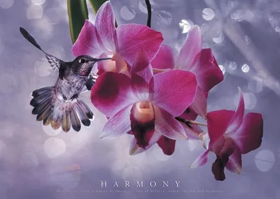 Obrázek produktu pro Fotografie – HARMONY – 61 x 91 cm – Plakát