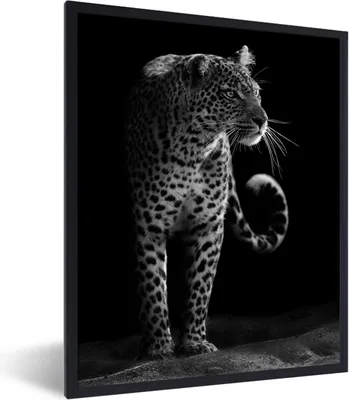 Produktbild von MuchoWow® Gerahmtes Poster Wildtiere - Leopard - Natur - Schwarz - Weiß 60x80 cm - Poster mit Schwarzem Bilderrahmen Wandposter Rahmen Foto Bilder - Premium - Wanddeko Wohnzimmer