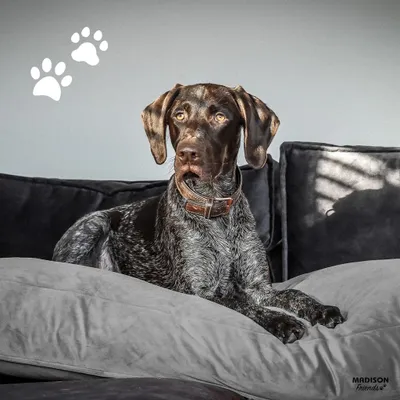 Immagine prodotto di Cuscino per cani Madison Panama 100x70x15 cm Grigio