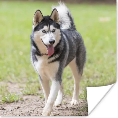 Produktbild von MuchoWow® Poster Husky im Park 75x75 cm - Wand Dekoration