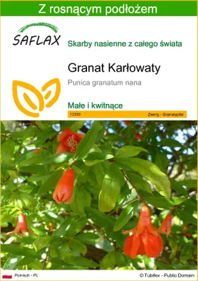Zdjęcie produktu dla SAFLAX - Granat Karłowaty - 50 Nasiona - Z podłożem uprawowym wolnym od zarazków - Punica granatum nana