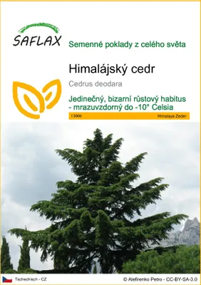 Obrázek produktu pro SAFLAX - Himalájský cedr - Cedrus deodara - 35 Semena