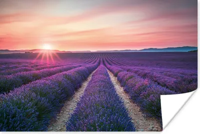 Produktbild von MuchoWow® Poster Lavendel - Lila - Blumen 60x40 cm - Schlafzimmerdekoration