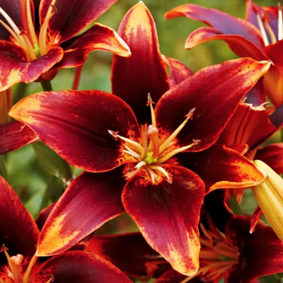 Produktbild von Lilien Zwiebeln Blumen Zweifarbige Asiatische Lilie Forever Susan 1 St.