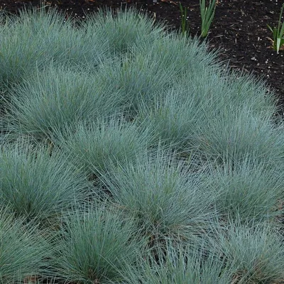 Produktbild von 6 Pflanzen Blauschwingel, Festuca glauca, P9 Topf