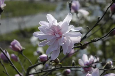 Produktbild von Magnolia stellata 'George Henry Kern', Sternmagnolie, rosa, 40–60 cm