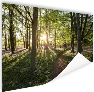 Produktbild von MuchoWow® Poster Wald - Baum - Sonne 180x120 cm - Fotoplakat