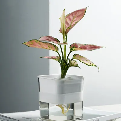 Obrázok produktu pre Absorpcia vody Planter Vnútorné Self Absorbované Zalievanie Kvetináč Kontajner pre kanceláriu Home Semitransparentné