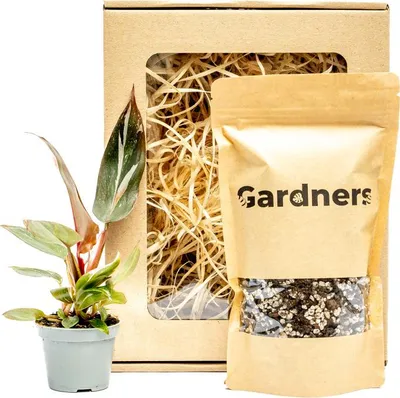Obrázek produktu pro Gardners Set Philodendron Pink Princess a substrát v dárkovém balení
