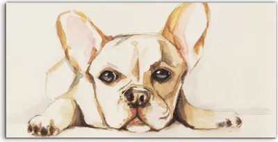 Produktbild von Coloray Spritzschutz aus Glas 120x60  Wandkunst Küchenrückwand Wand Bild Bulldogge Hund Tier Welpe