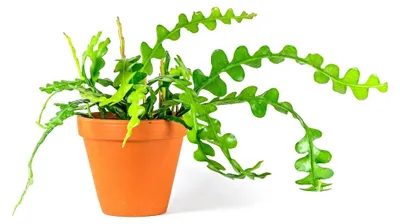 Obrázok produktu pre Gardners Epiphyllum anguliger, priemer 12 cm