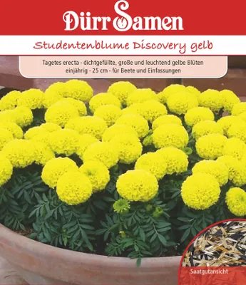 Artikelbild 1 von 'Studentenblume Discovery gelb' aus der Kategorie Studentenblumensamen