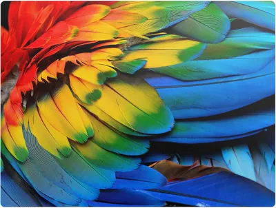 Produktbild von Bunte Papageienfedern – Bodenschutzmatte – Stuhlunterlage 120x90 cm – Rutschfest – Hartbodenmatte